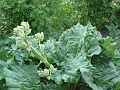 20110425_Paste 035